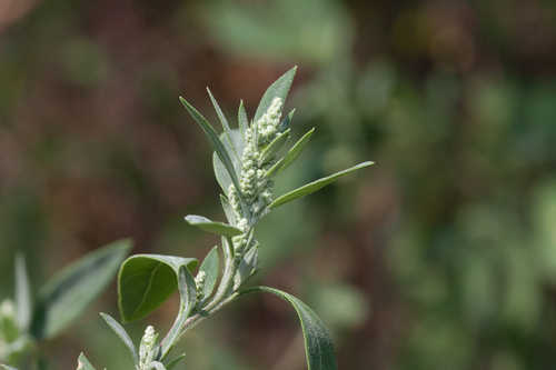 Chenopodium standleyanum #7